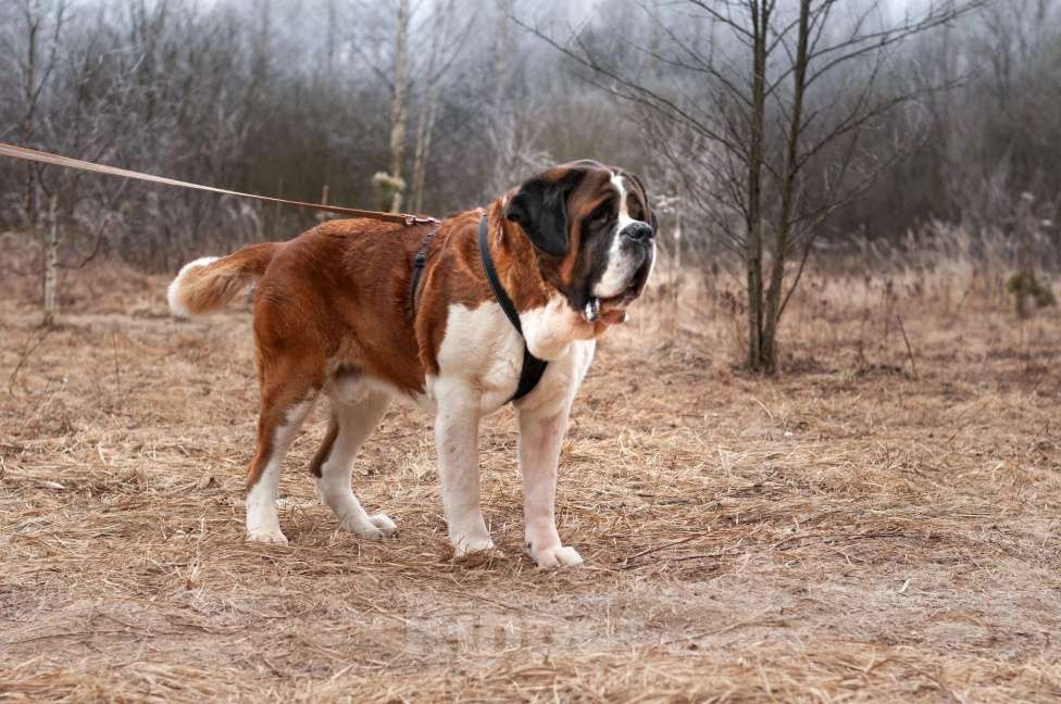 Собаки в Ногинске: Барни Мальчик, Бесплатно - фото 5