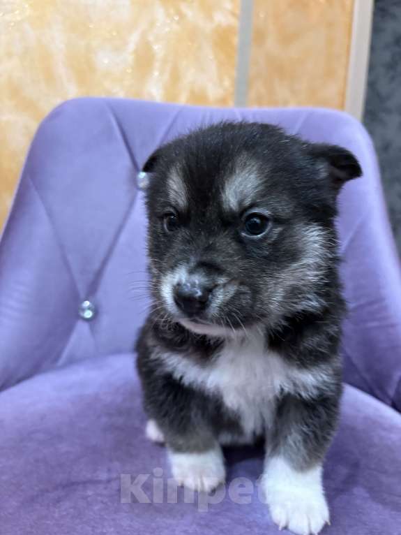 Собаки в других городах Свердловской области: Пирожок Мальчик, Бесплатно - фото 1