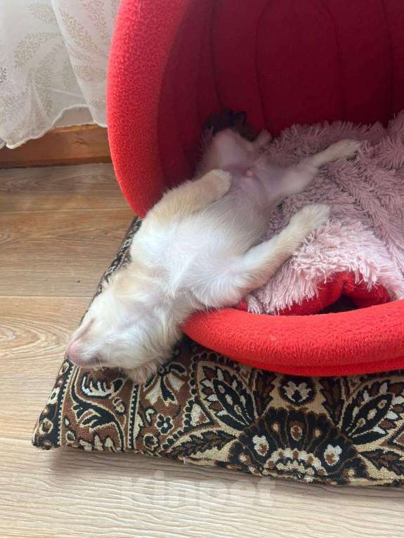 Собаки в Кемерово: Щенок чихуахуа Мальчик, 16 000 руб. - фото 6