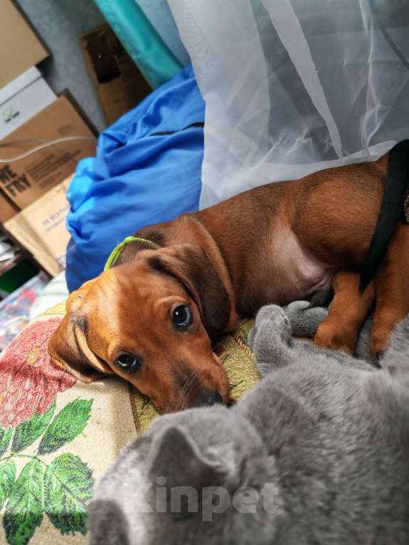 Собаки в других городах Самарской области: Щенок таксы Мальчик, 25 000 руб. - фото 1