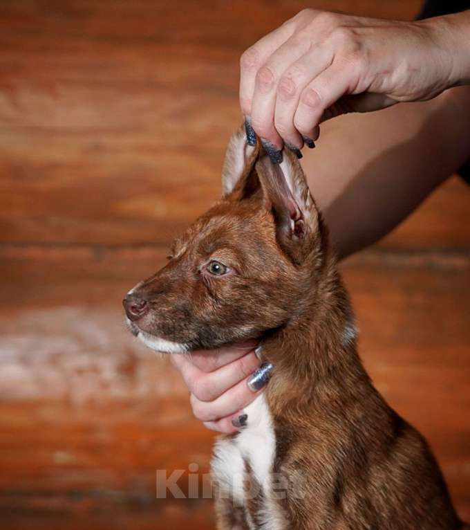 Собаки в Александрове: Мальчик Ксолоитцкуинтли в шерсти  Мальчик, 5 000 руб. - фото 7