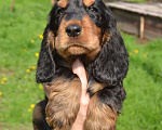 Собаки в Зеленограде: Английский кокер спаниель щенки Девочка, 45 000 руб. - фото 1