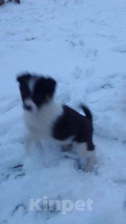 Собаки в Мыске: Щенок лайки Девочка, 800 руб. - фото 7