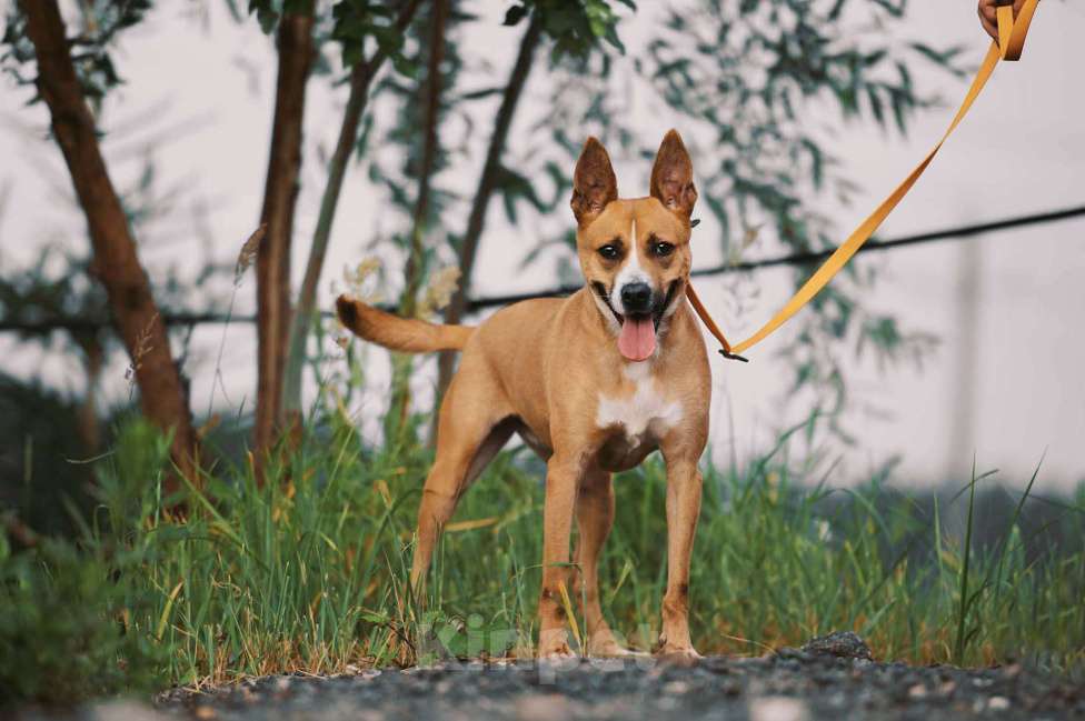 Собаки в Москве: Альфа Девочка, Бесплатно - фото 1