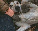 Собаки в Москве: Фидель Мальчик, Бесплатно - фото 3