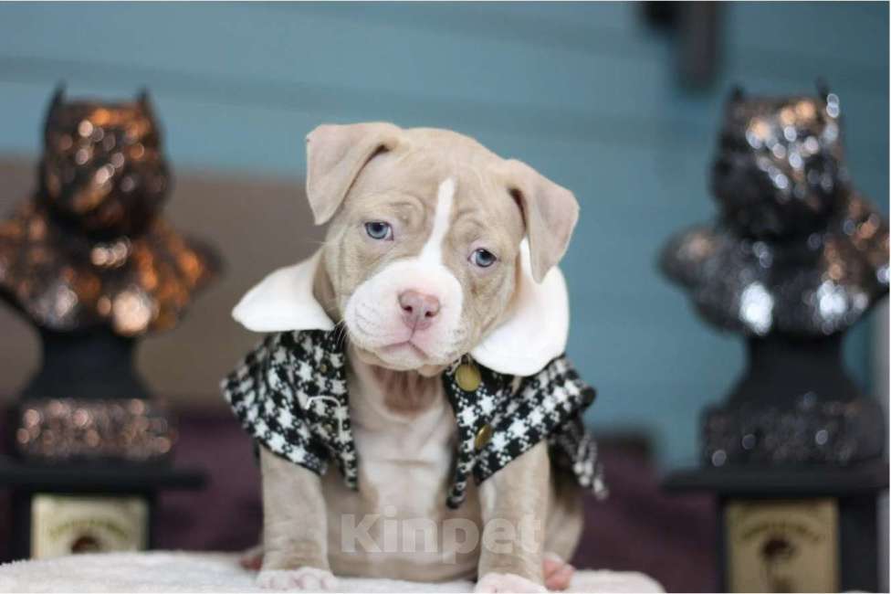 Собаки в Москве: Американский булли Классик Девочка, 250 000 руб. - фото 3