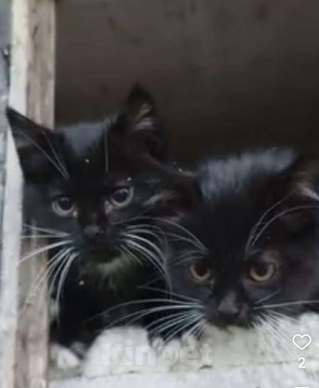 Кошки в Туле: Котёнок Мальчик, Бесплатно - фото 7