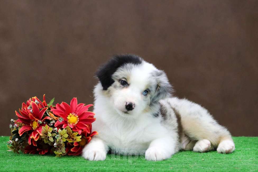 Собаки в Москве: Мраморный разноглазый мальчик мини аусси Мальчик, 110 000 руб. - фото 5