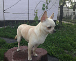 Собаки в Строителе: Вязка кобель чихуахуа Мальчик, 1 000 руб. - фото 2