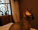 Кошки в Вологде: Сфинкс.Вязка. Кот, 5 лет, 3 000 руб. - фото 4