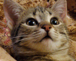 Кошки в Москве: Бенгальский котенок (метис) Лина, 10 месяцев, Бесплатно - фото 1