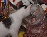 Кошки в Москве: Белый котенок с пятнами (арлекин) Анжела, 3 мес, Бесплатно - фото 7