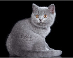 Кошки в Ливны: Котята Британские, 50 000 руб. - фото 2