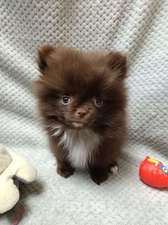 Собаки в Санкт-Петербурге: Шпиц  Мальчик, Бесплатно - фото 6