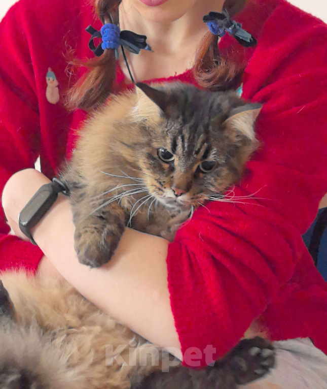 Кошки в Москве: Ласковая кошечка Анфиса ищет семью Девочка, Бесплатно - фото 6