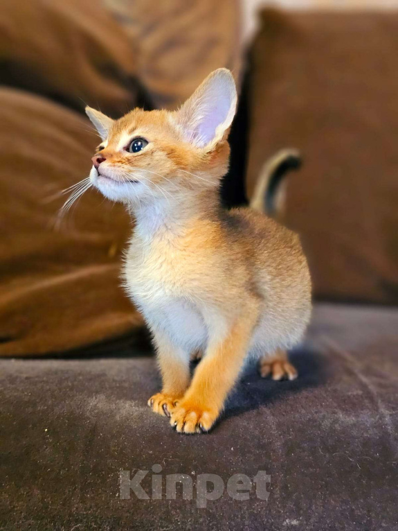 Кошки в Москве: Абиссинский мальчик Мальчик, 55 000 руб. - фото 3