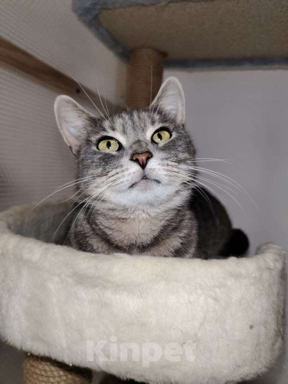 Кошки в Котельнике: Кошечка в добрые руки Девочка, Бесплатно - фото 1