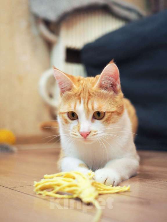 Кошки в Москве: Рыжего котенка Куся никто не замечает Мальчик, Бесплатно - фото 2