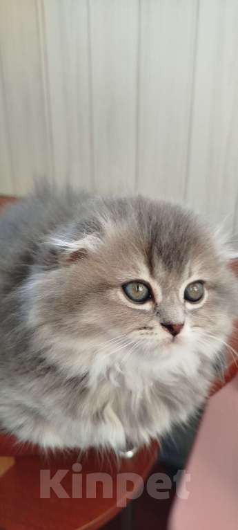 Кошки в Санкт-Петербурге: Шотландская вислоухая девочка Девочка, 20 000 руб. - фото 5