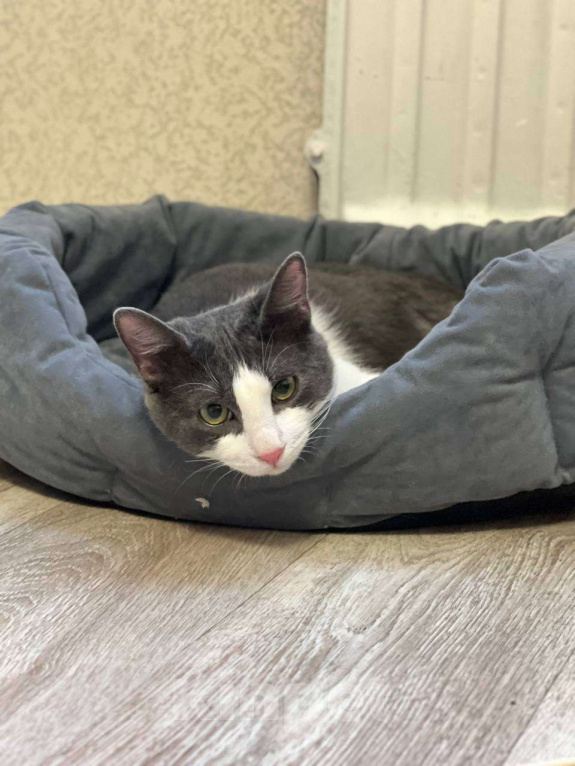 Кошки в Санкт-Петербурге: Котенок Томас ищет дом Мальчик, Бесплатно - фото 3