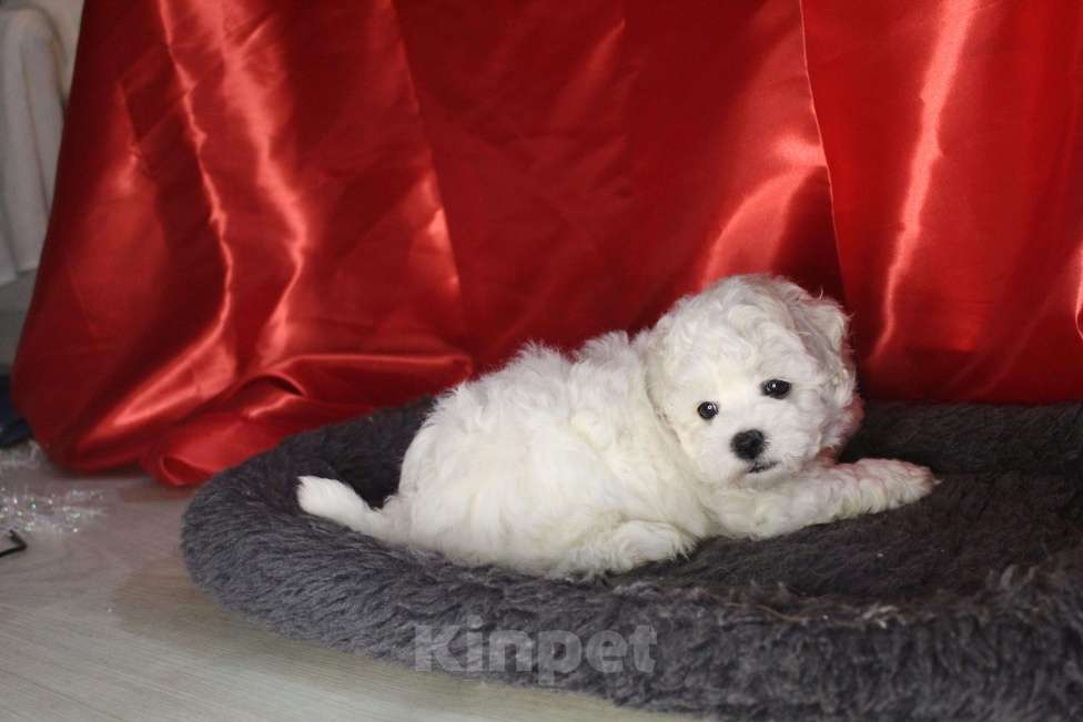 Собаки в Нижнем Новгороде: Девочка Бишон-фризе с документами. Девочка, 80 000 руб. - фото 9