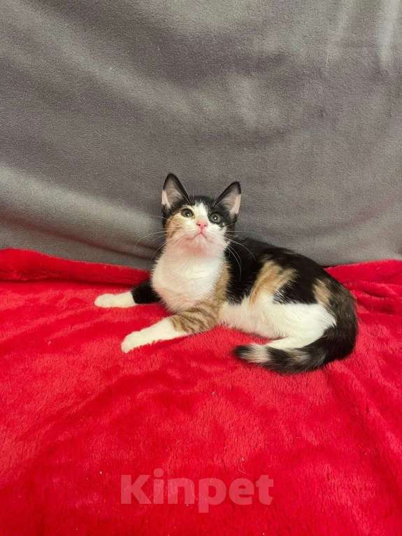 Кошки в Санкт-Петербурге: Маленькая звездочка Варенька Девочка, Бесплатно - фото 7