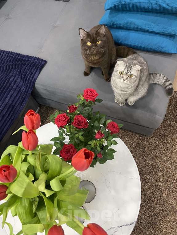 Кошки в Москве: Шотландский голубоглазый мальчик Мальчик, 15 000 руб. - фото 8