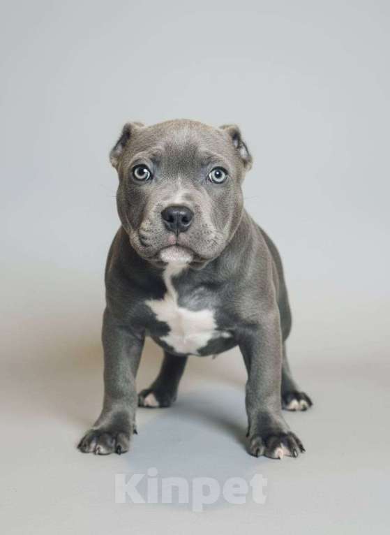 Собаки в других городах Московской области: Американский Булли Мальчик, 150 000 руб. - фото 1