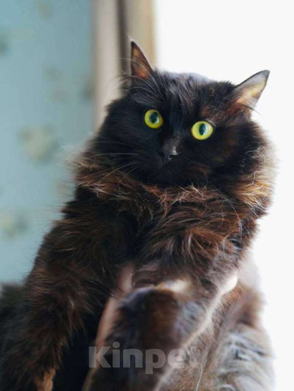 Кошки в Москве: Трюфель в поиске дома Мальчик, Бесплатно - фото 2