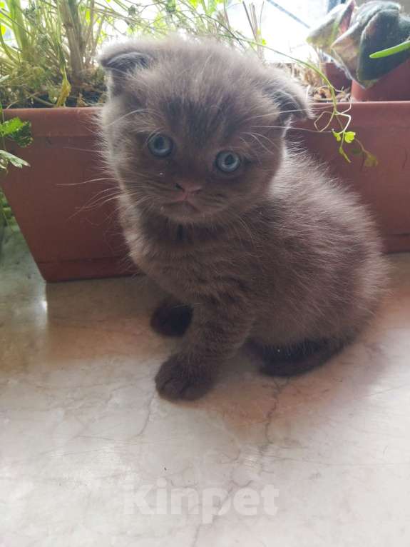 Кошки в Москве: Продам котенка Мальчик, 20 000 руб. - фото 2