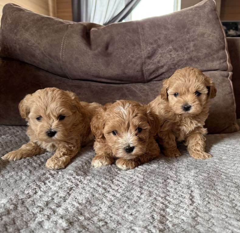 Собаки в Новосибирске: Щенки мальтипу f1 Мальчик, 100 000 руб. - фото 1