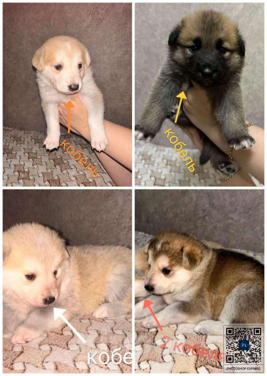 Собаки в Владивостоке: Такие они разные Мальчик, 10 000 руб. - фото 2