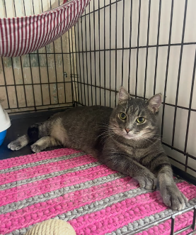 Кошки в Москве: Котик с золотисто-зелеными глазами ищет ма и па Мальчик, 100 руб. - фото 5