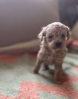 Очаровательная девочка той пуделя