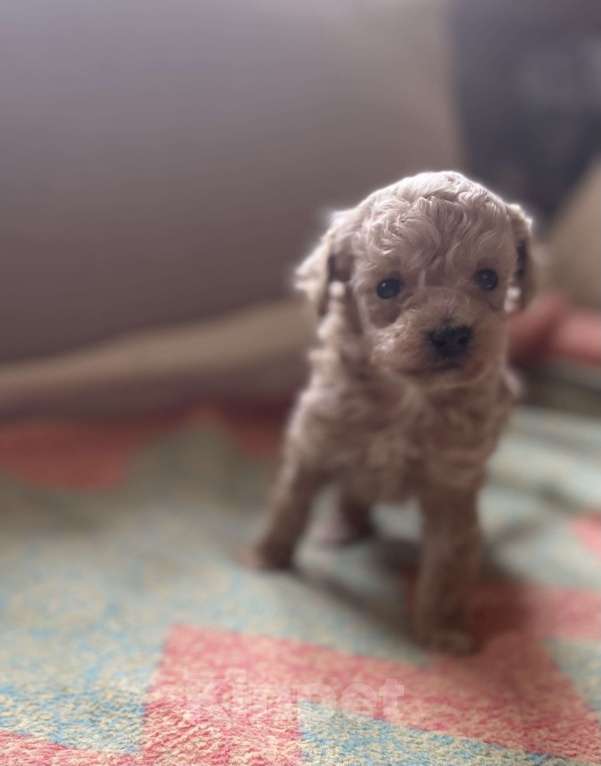 Собаки в Санкт-Петербурге: Очаровательная девочка той пуделя Девочка, Бесплатно - фото 1