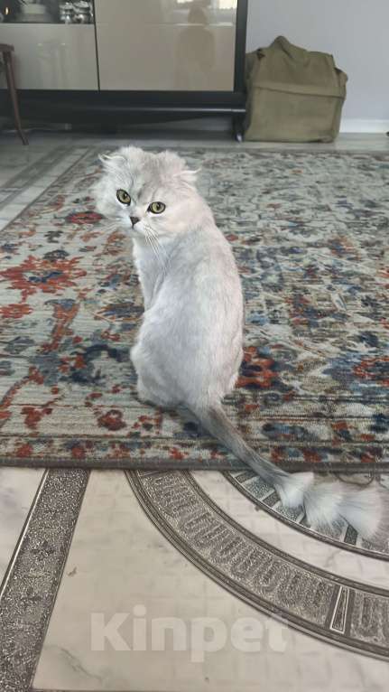 Кошки в Реутове: Амелия Девочка, Бесплатно - фото 4