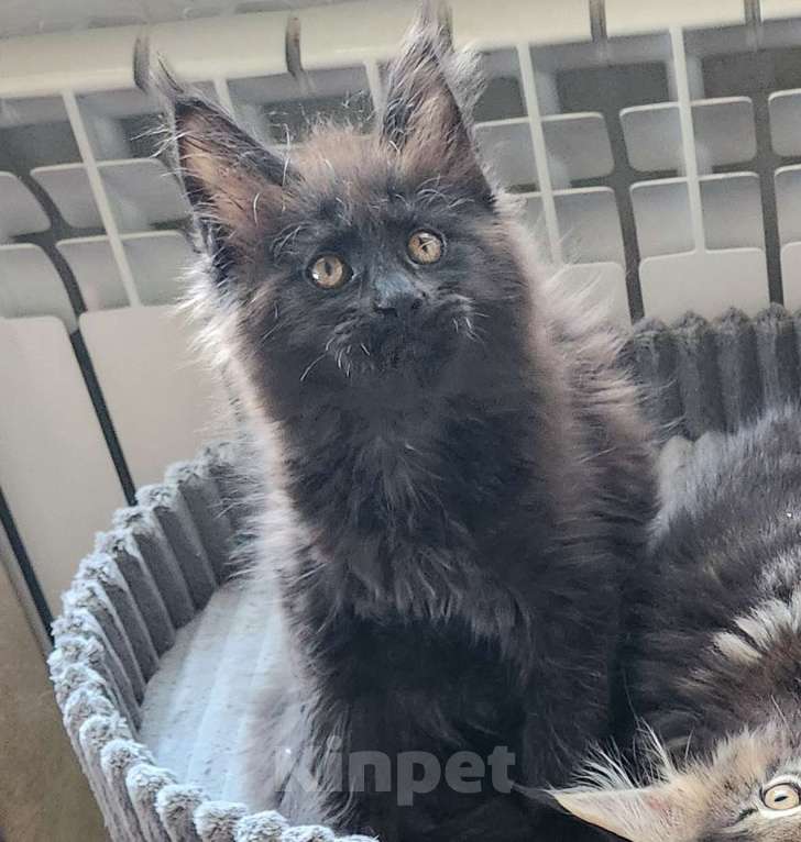 Кошки в Москве: Мейнкун Мальчик, 45 000 руб. - фото 1