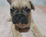 Собаки в других городах Ростовской области: Щенки французского бульдога  Мальчик, 50 000 руб. - фото 4
