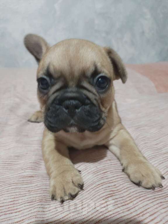 Собаки в других городах Ростовской области: Щенки французского бульдога  Мальчик, 50 000 руб. - фото 4