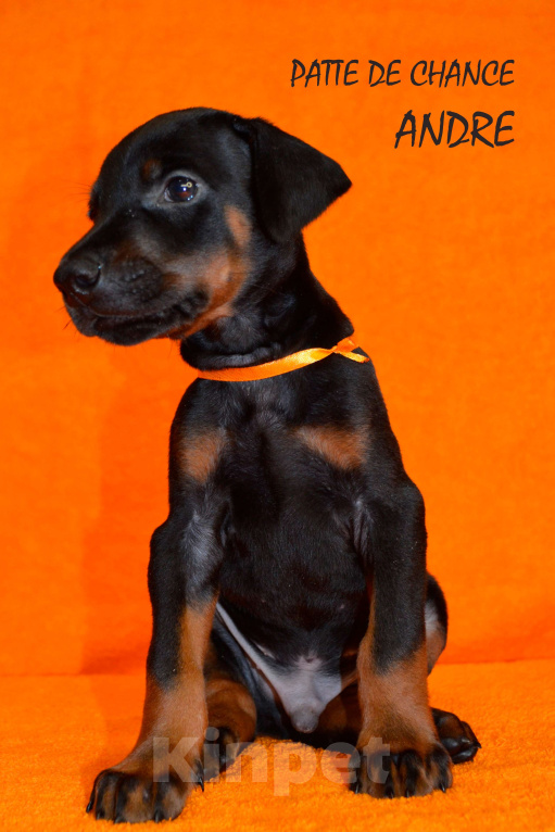 Собаки в Санкт-Петербурге: Щенок добермана Андрэ Мальчик, 110 000 руб. - фото 4