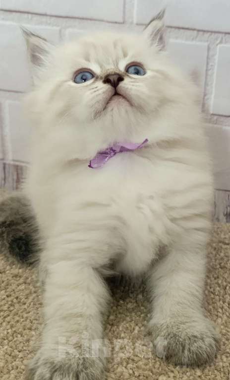 Кошки в других городах Ставропольского края: Котята невские маскарадные Мальчик, 40 000 руб. - фото 6