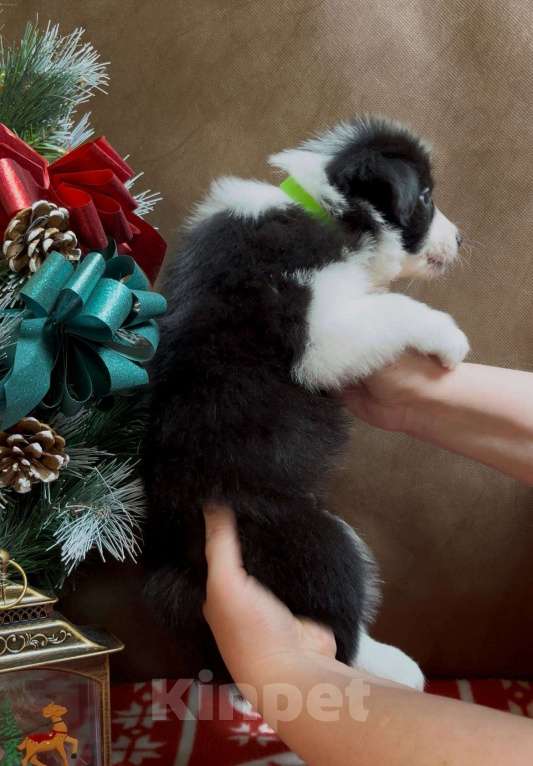 Собаки в других городах Московской области: Бордер колли очаровательная малышка Девочка, 70 000 руб. - фото 4