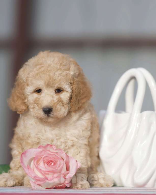 Собаки в Чехове: той пудель мальчик Мальчик, 35 000 руб. - фото 6