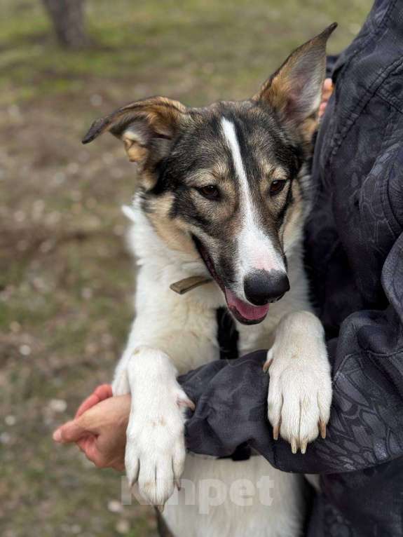 Собаки в Москве: Сильвия Девочка, Бесплатно - фото 2