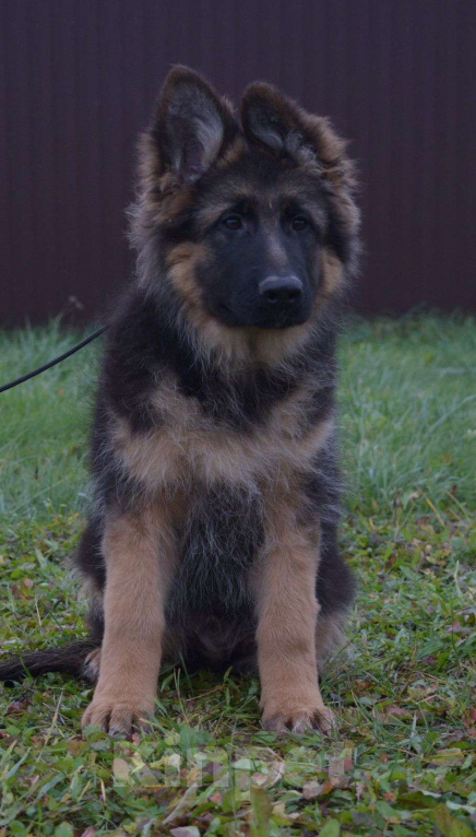 Собаки в Коломне: Продам щенка немецкой овчарки д ш. Девочки Девочка, 50 000 руб. - фото 5