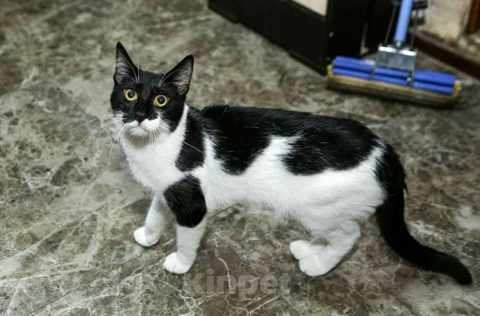 Кошки в Санкт-Петербурге: Котик Назар. Стерилизован Мальчик, Бесплатно - фото 3