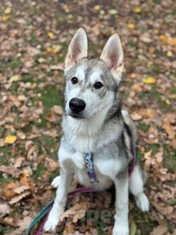 Собаки в Москве: Мультяшный Вольт в поиске дома! Мальчик, Бесплатно - фото 5