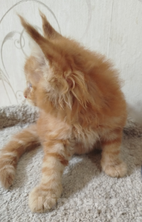 Кошки в Перми: Котенок Мейн Кун Мальчик, 60 000 руб. - фото 3