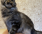Кошки в Санкт-Петербурге: Мейн кун котенок мальчик Мальчик, 45 000 руб. - фото 6