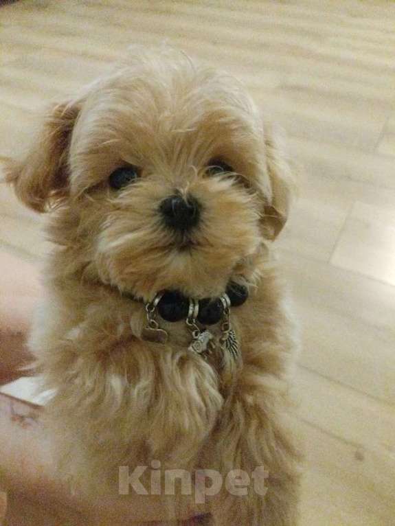 Собаки в Москве: Мальтипу Мальчик, 80 000 руб. - фото 1